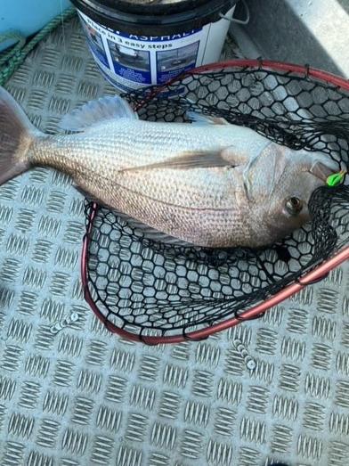 Battle H9 Micro Bait Rod 40T - Gr8nzlife