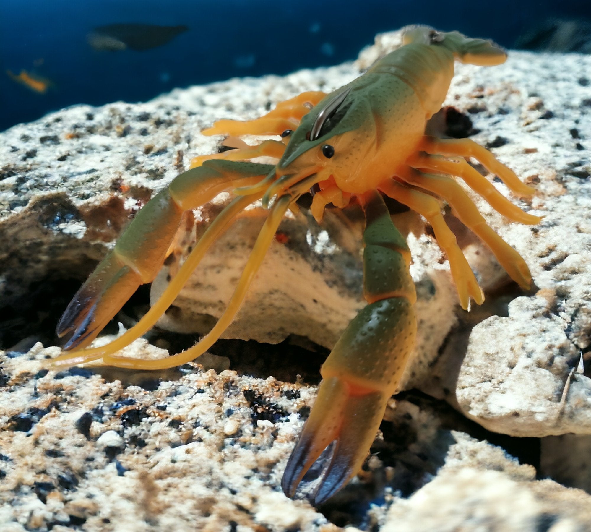 Coming Soon - Juicy Cray Cray 63mm 75mm - Gr8nzlife