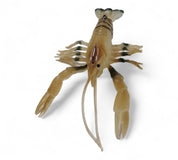 Coming Soon - Juicy Cray Cray 63mm 75mm - Gr8nzlife