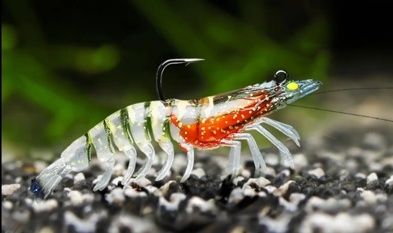 Juicy Prawn Range 90mm - Gr8nzlife