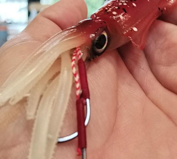 Squid Soft Lure soft Jig - Gr8nzlife